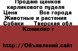 Продаю щенков карликового пуделя › Цена ­ 2 000 - Все города Животные и растения » Собаки   . Тверская обл.,Конаково г.